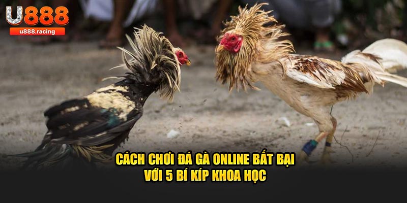 Cách chơi đá gà online