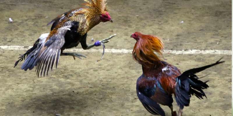 Bí kíp cược đá gà cựa dao U888 hiệu quả