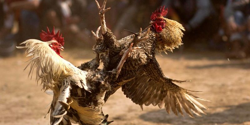 Tổng quan về đá gà cựa dao U888