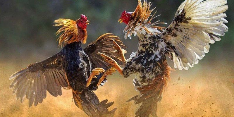 Ưu điểm nổi bật của đá gà cựa dao U888